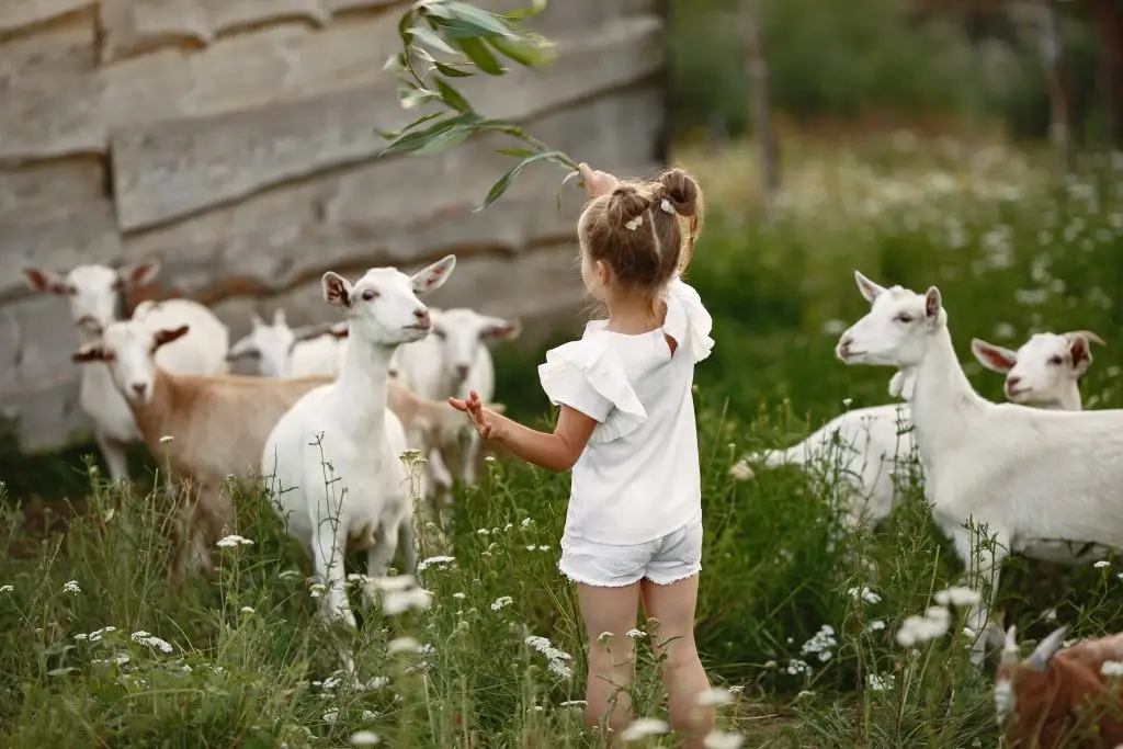 Kinderboerderij in Den helder