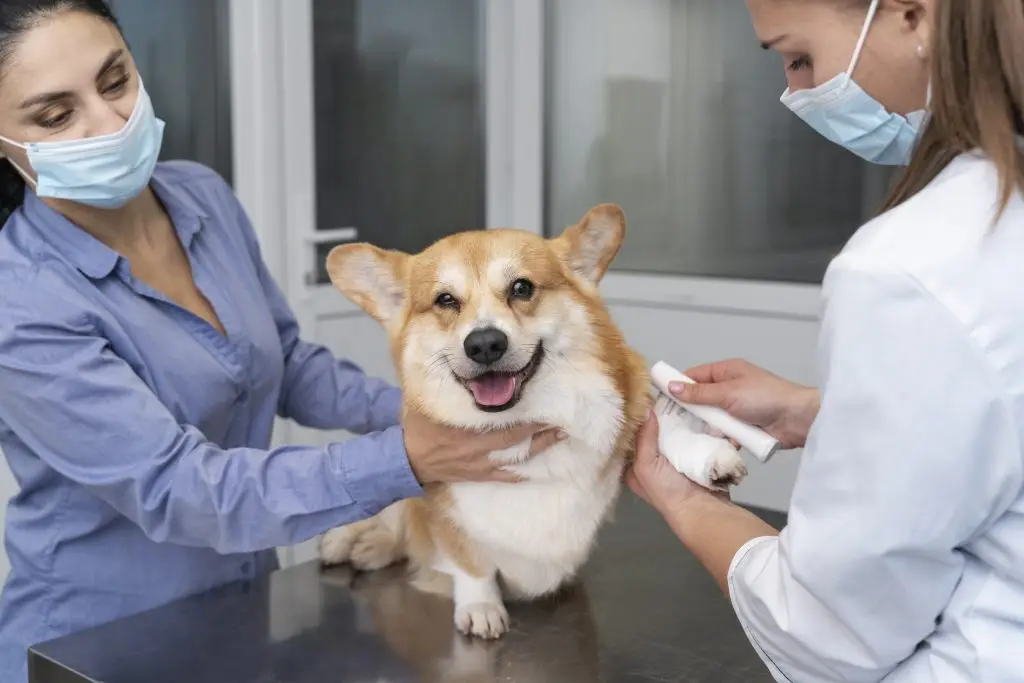 Dierenkliniek in Den helder